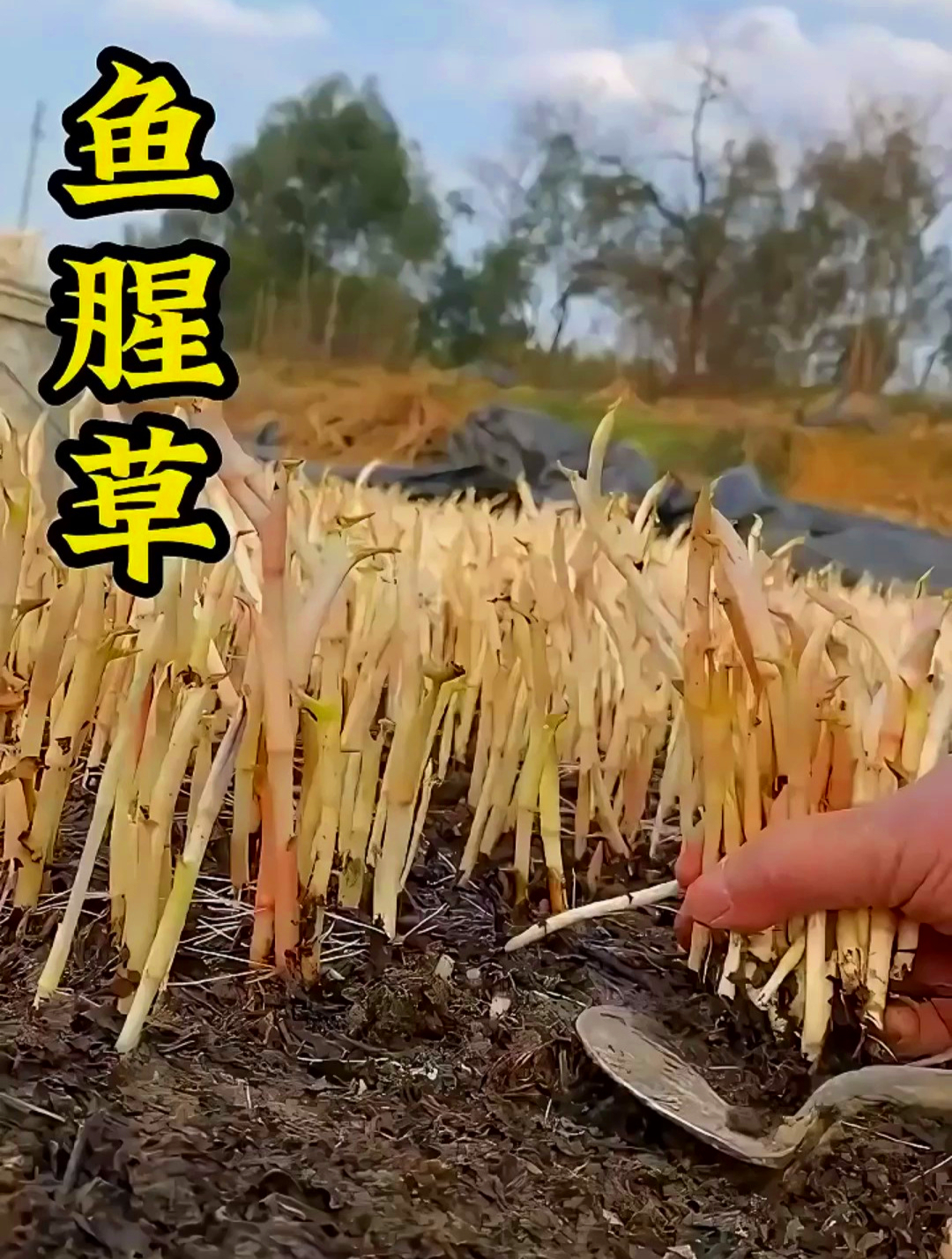 鱼腥草不只是用来凉拌,还能煮水喝,你还知道鱼腥草有哪些用途吗