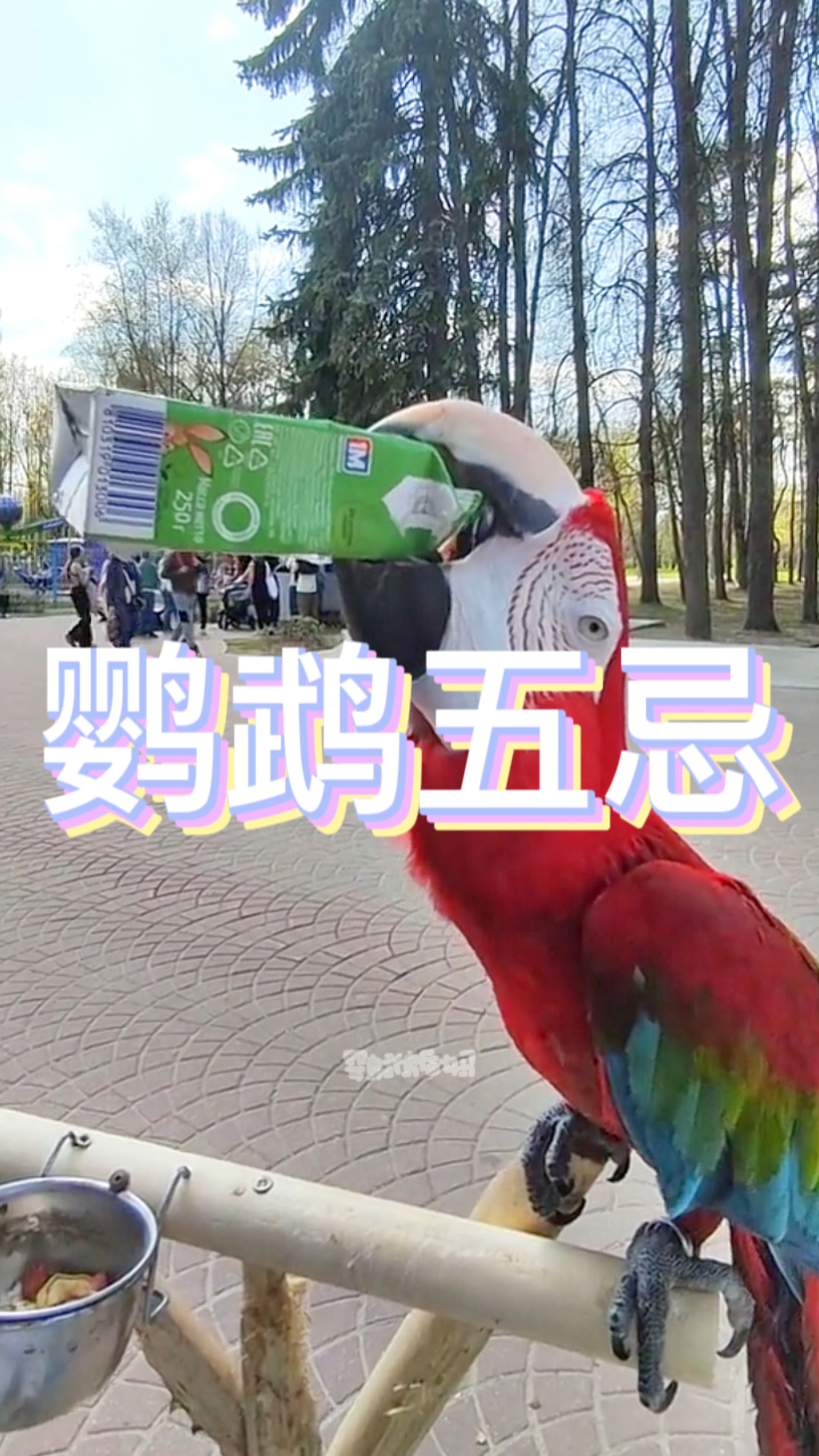 老师傅养鹦鹉总结出来的五大忌