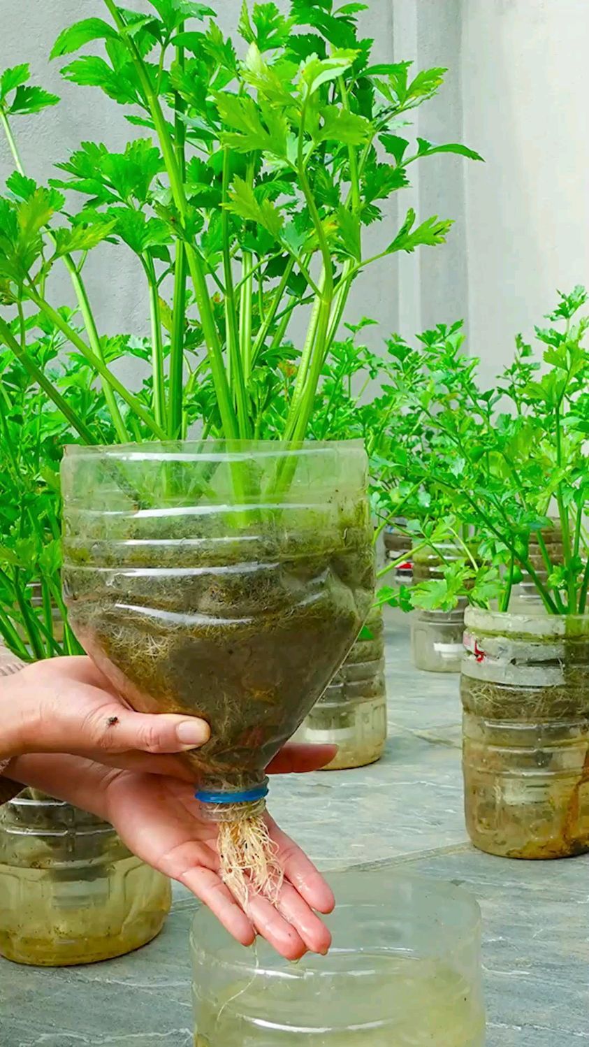 用饮料瓶种植芹菜