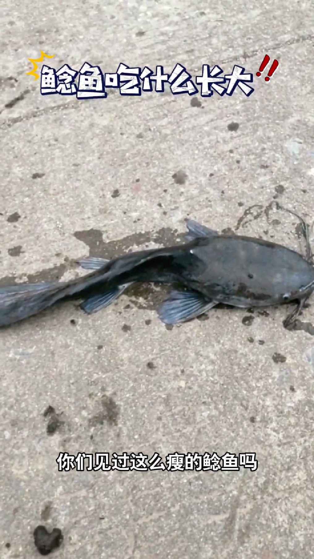 鲶鱼到底是吃什么长大的呢?喂了一年的鲶鱼瘦成这样 #钓鱼