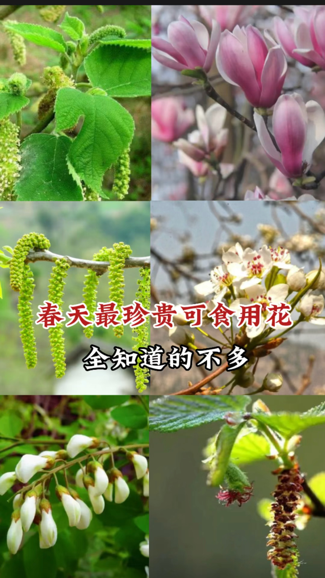 春天必吃的十种珍贵野菜,不仅好看价值都了不得,遇到可别错过
