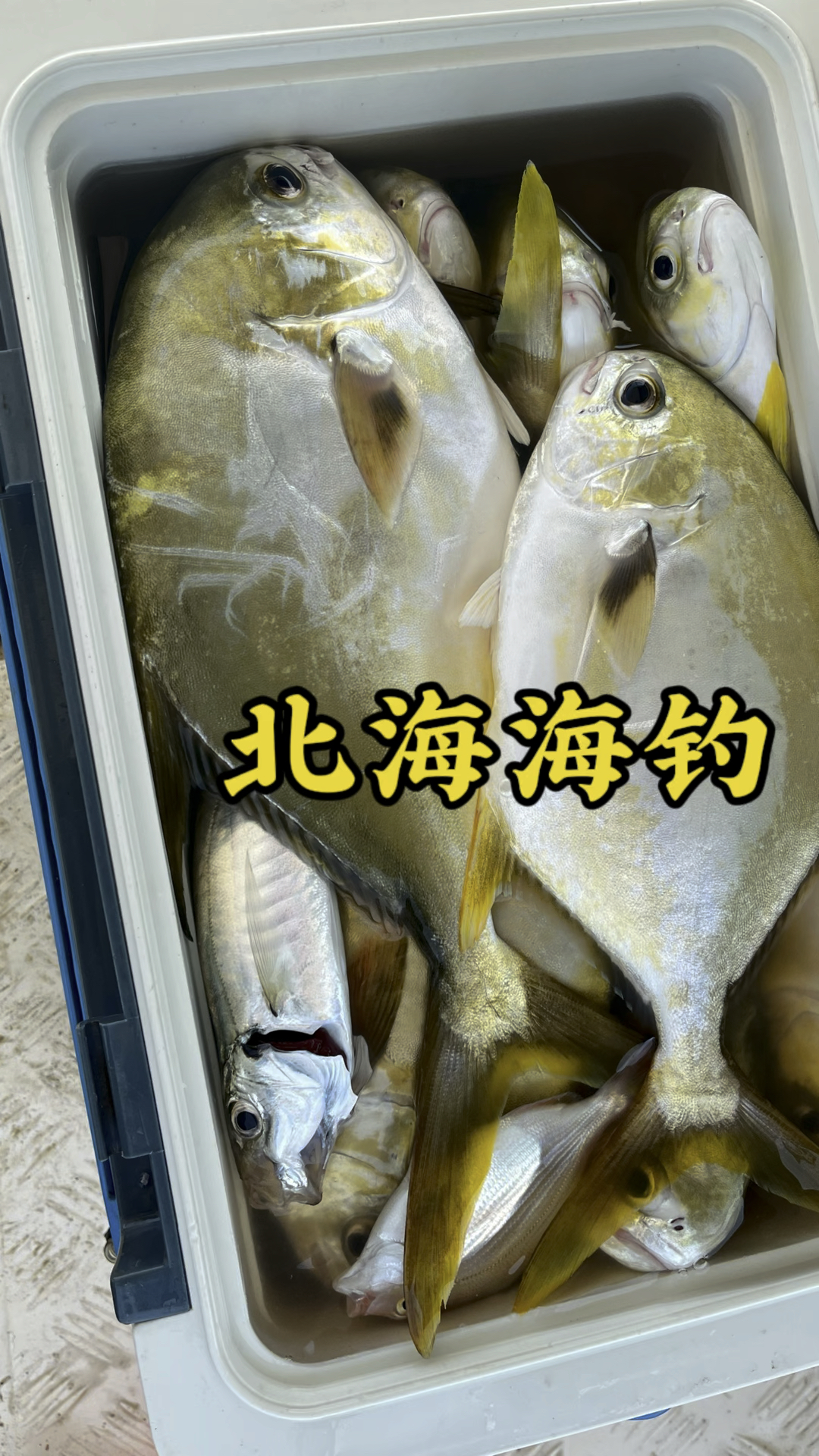 怎么办!满脑子都是鱼