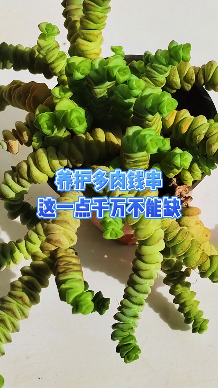养护多肉钱串这一点千万不能缺
