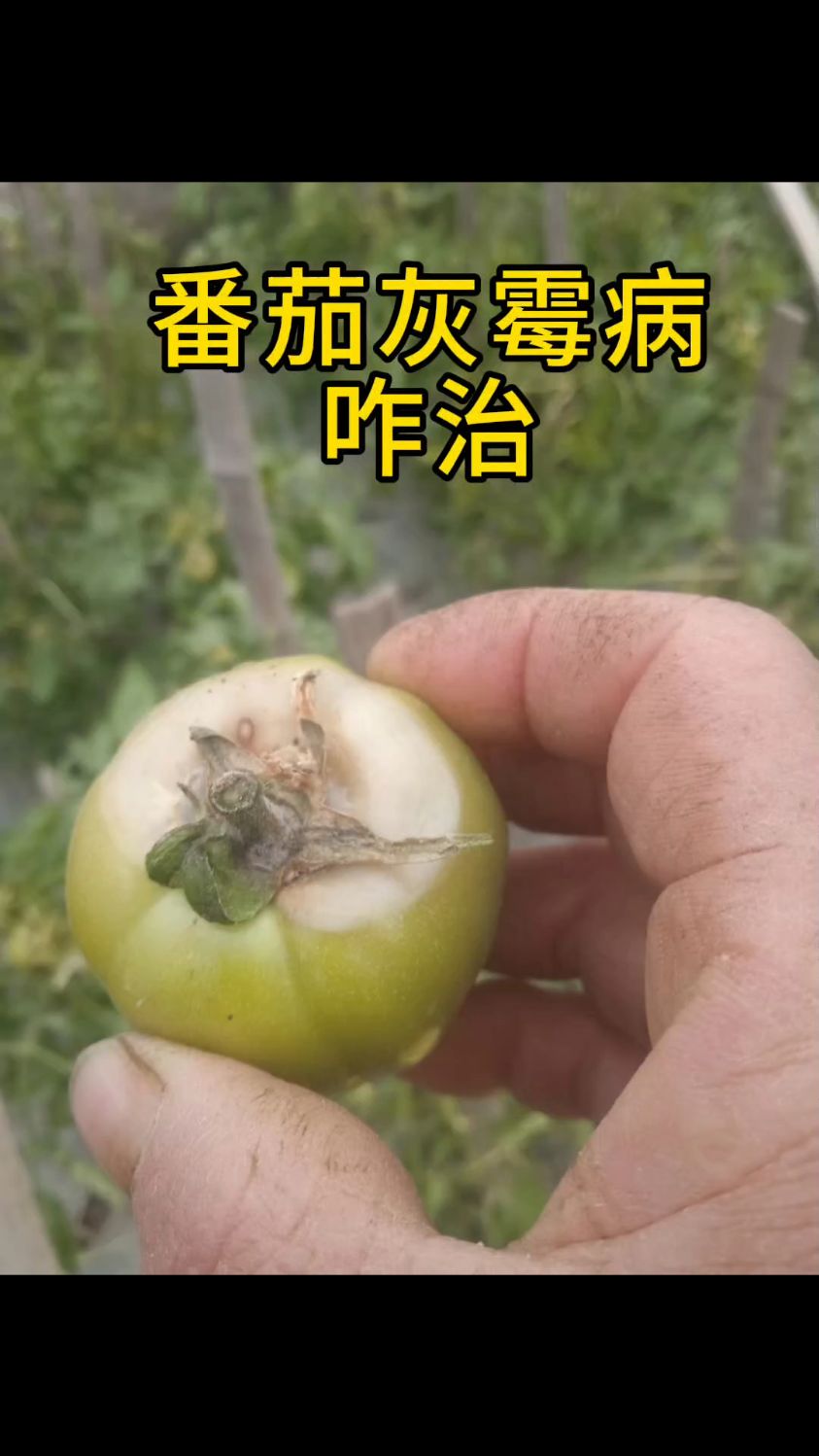 番茄灰霉病咋防治