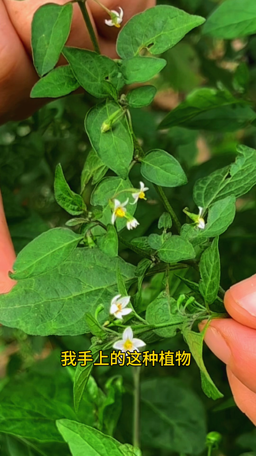 白花菜,又叫龙葵