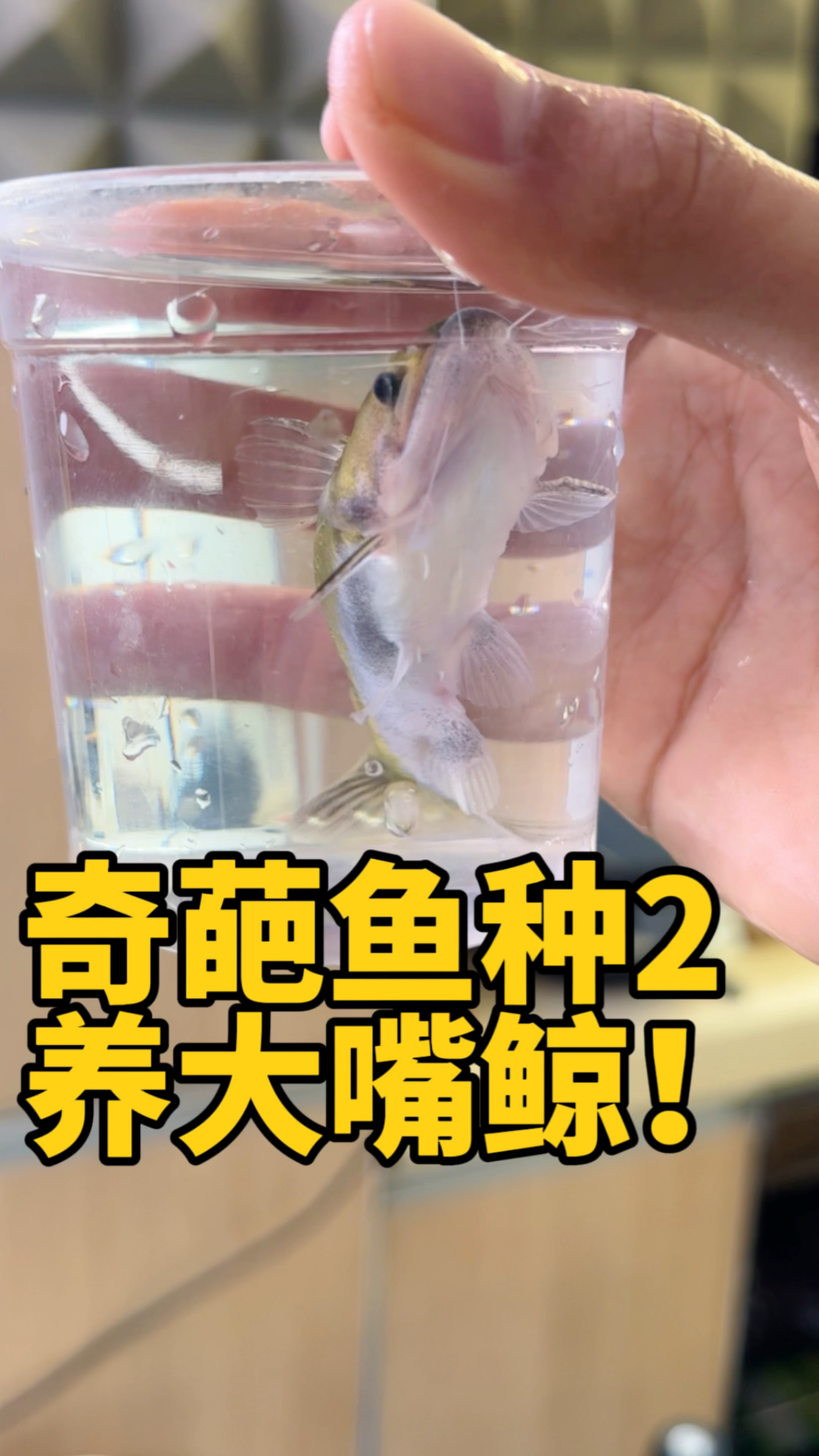 史上最小鲸鱼,饭量堪比饭桶?