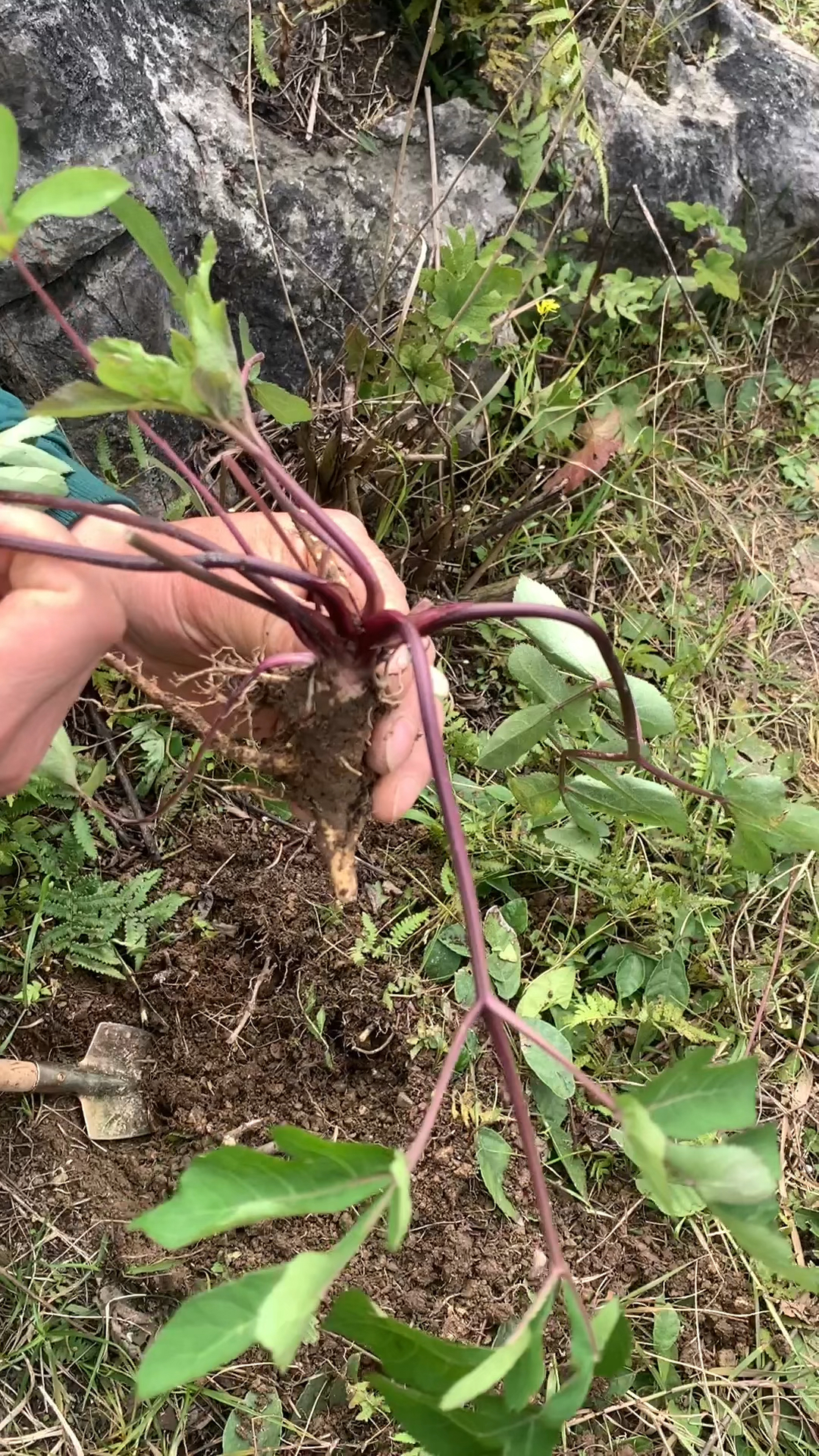 紫花前胡它的根很像当归,所以也叫土当归。