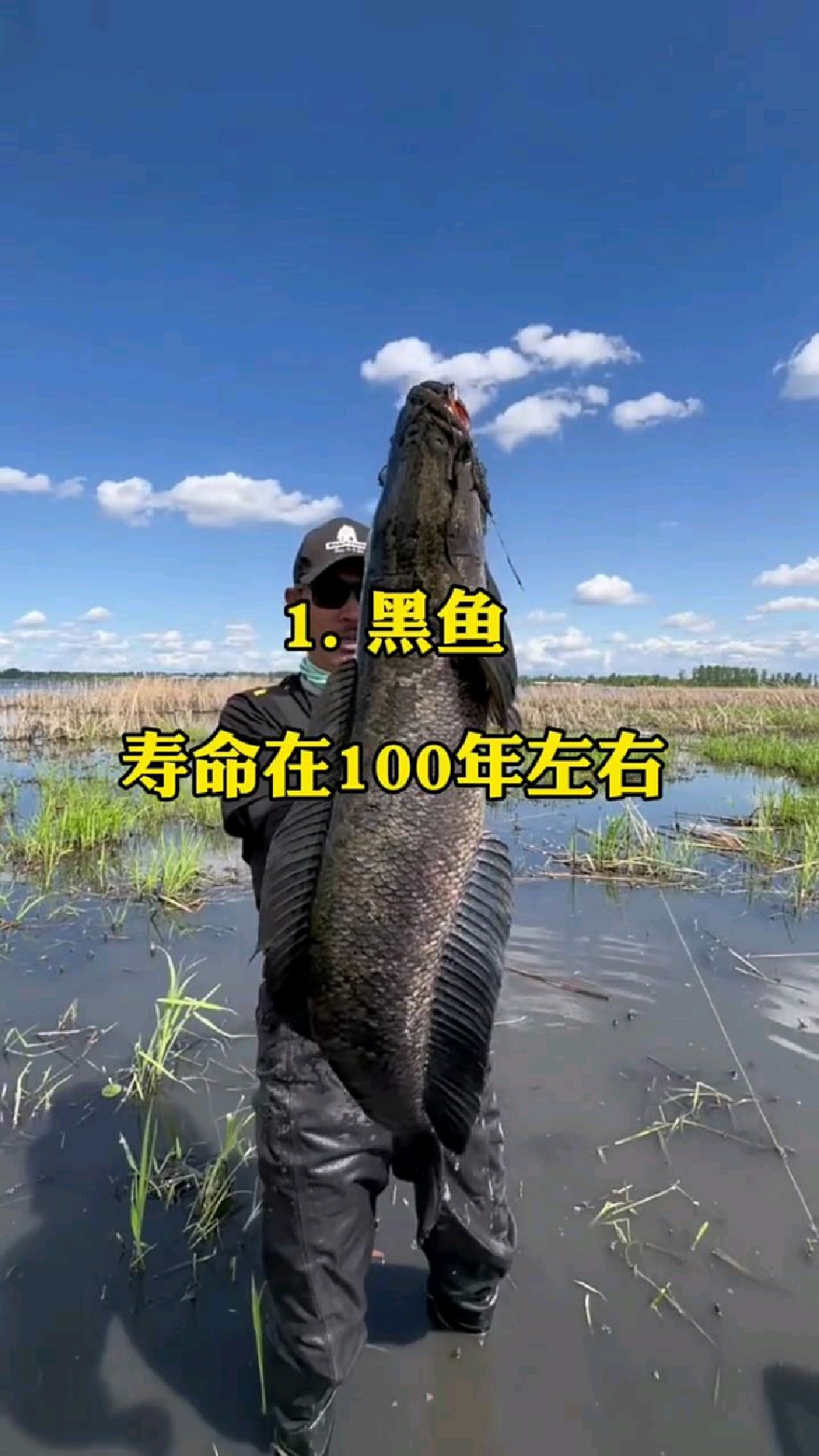 鱼能活多久,黑鱼能活100年