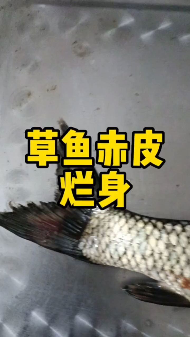 草鱼赤皮病烂身病