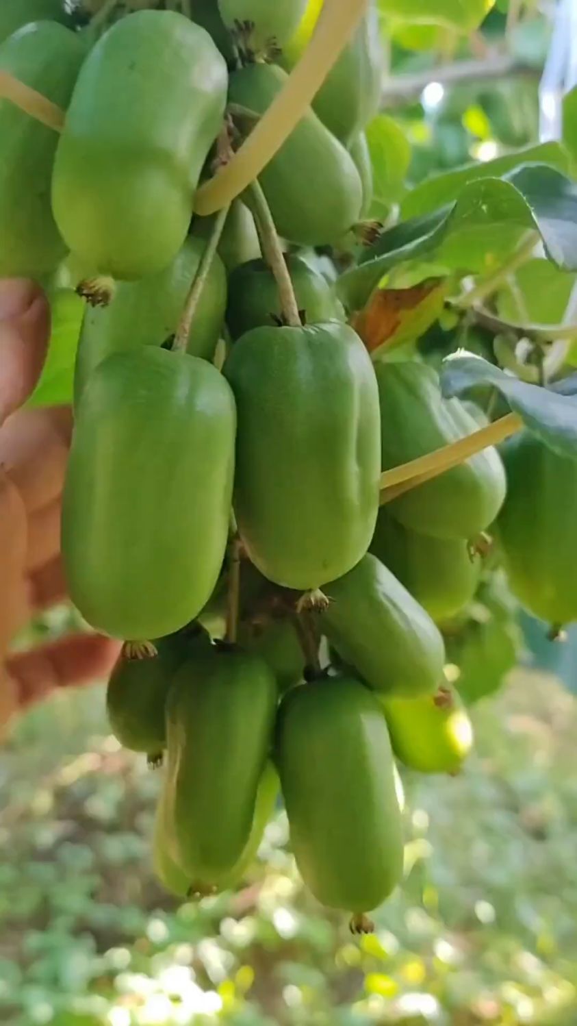 湖南湖北省丁社长软枣猕猴桃种植基地欢迎来打卡