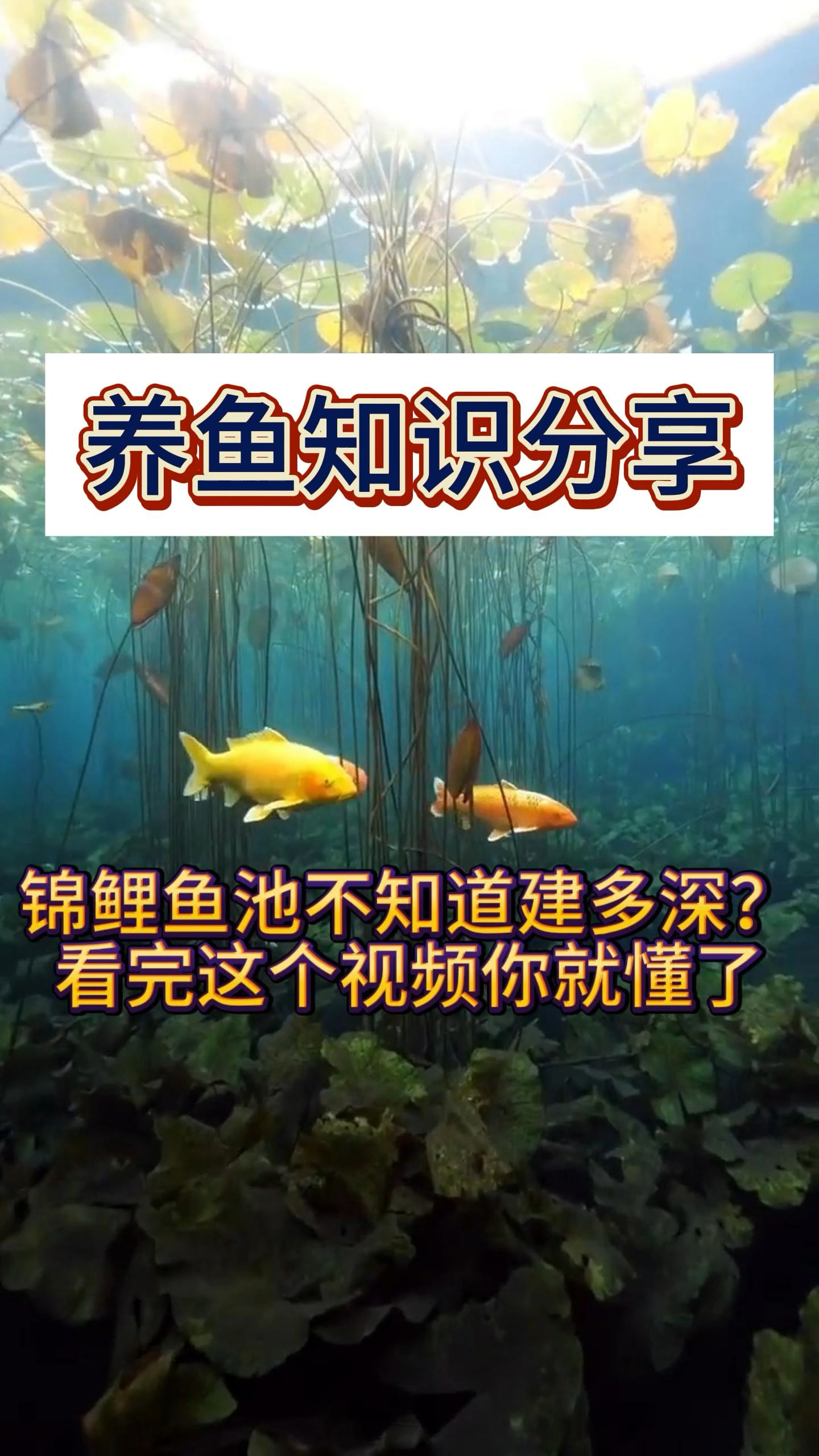 锦鲤鱼池建多深比较好?#锦鲤#阳台鱼池#庭院鱼池#鱼池建造