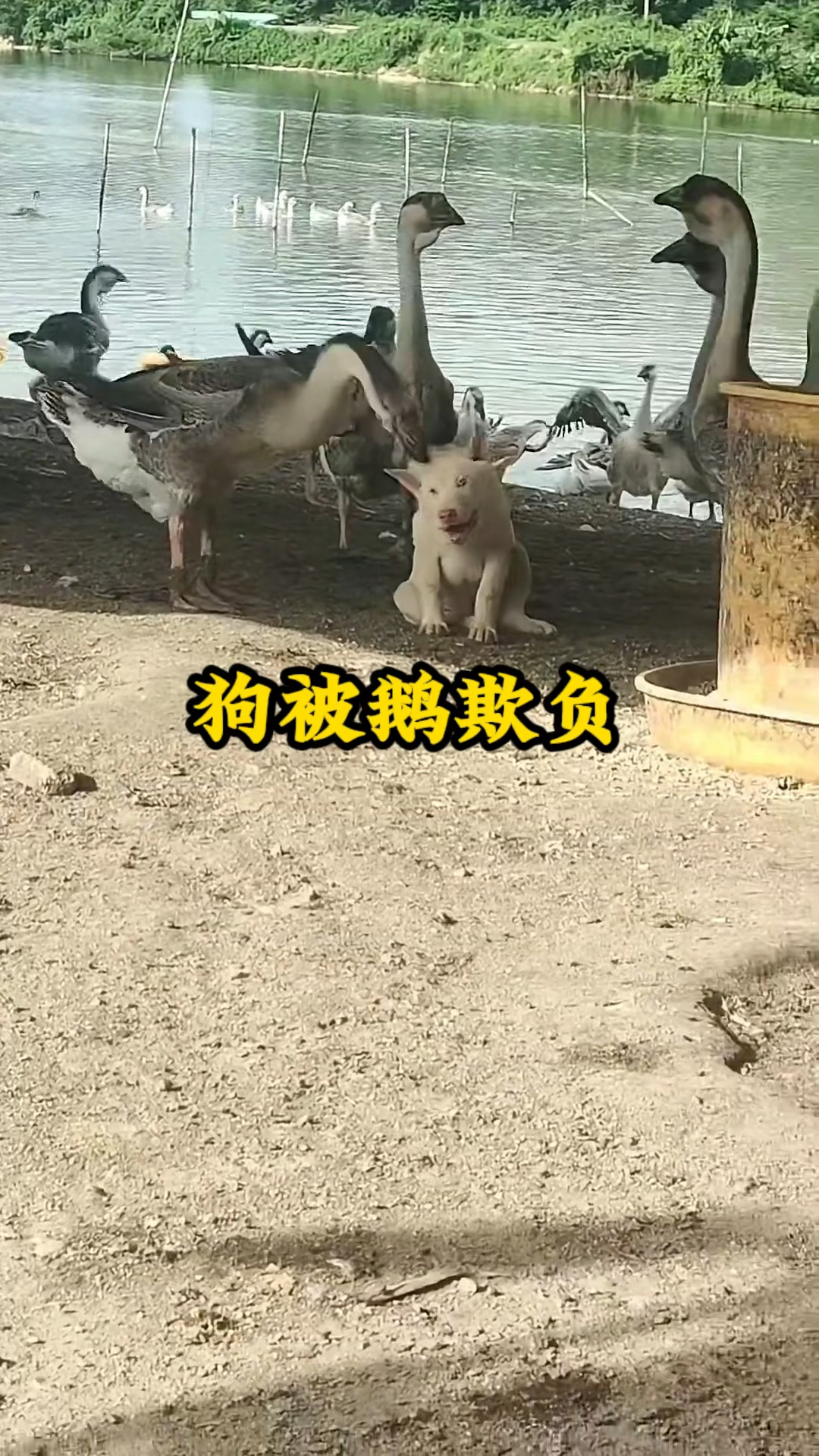 狗狗被鹅欺负的有趣场面