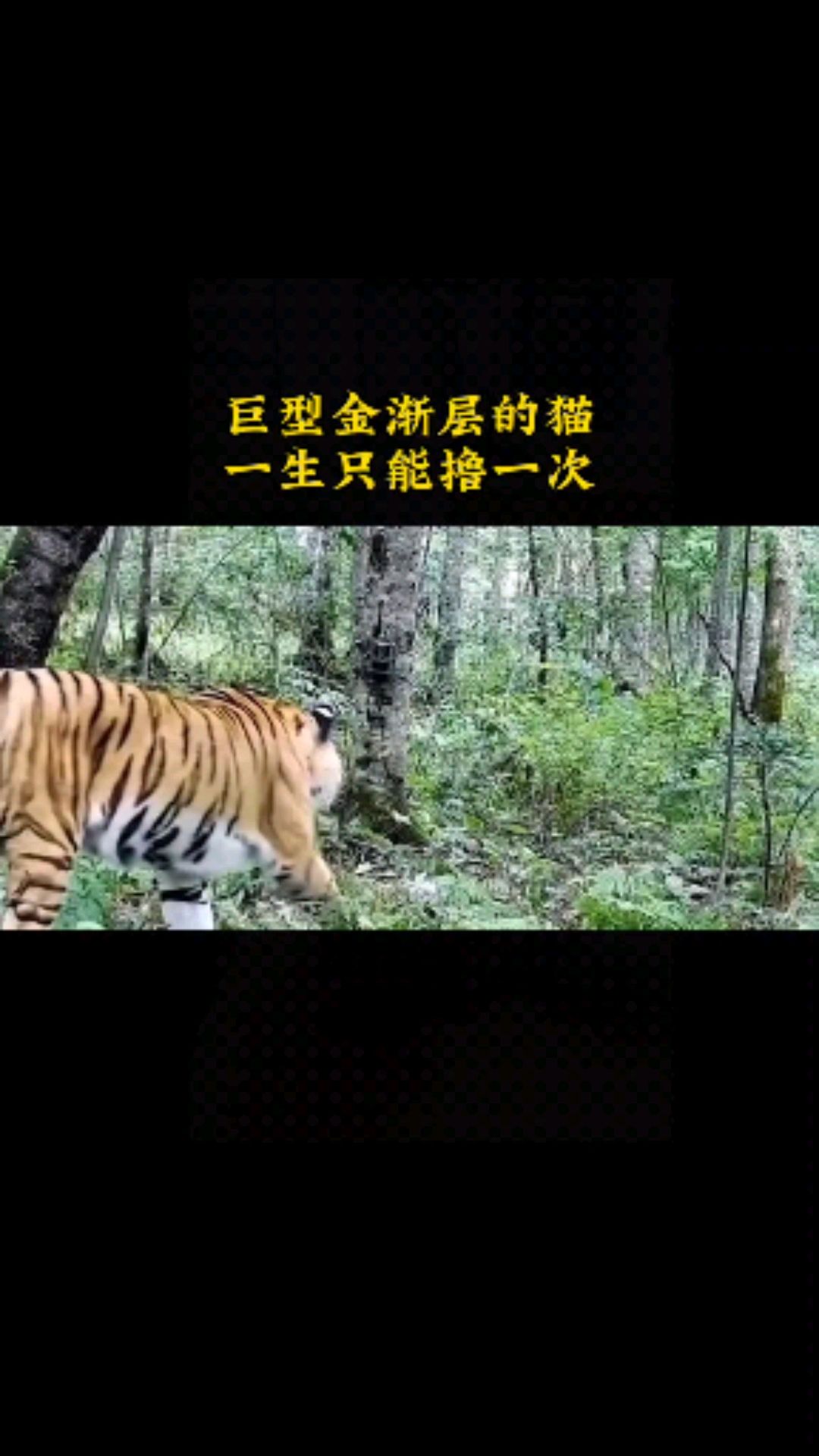 巨型金渐层的猫,一生只能撸一次