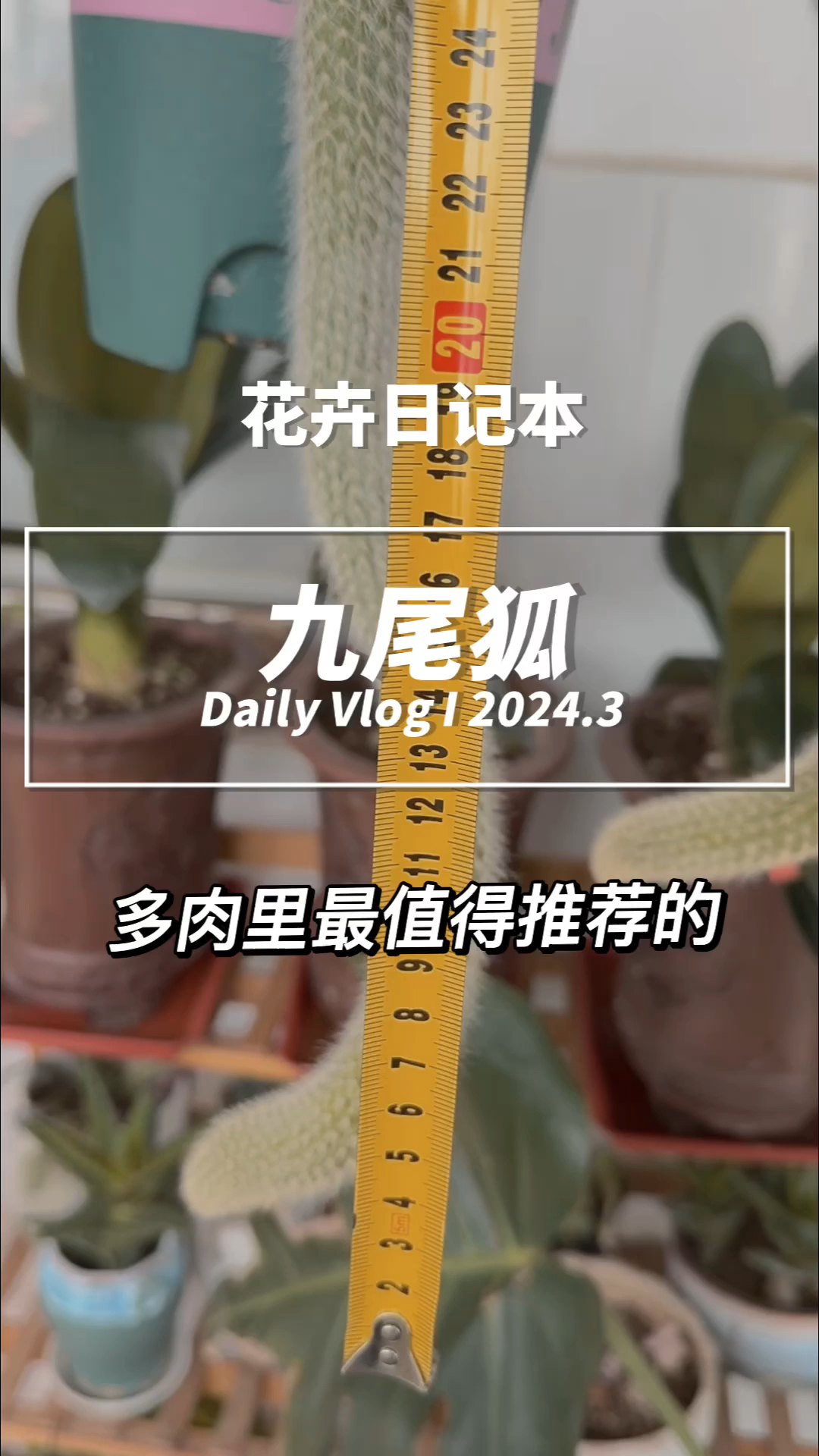 “九尾狐”多肉,奇特造型引人注目,最值得推荐的一款多肉