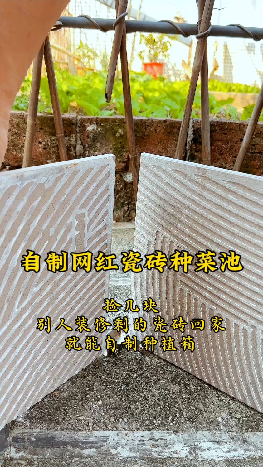 变废为宝在家自制瓷砖种菜池