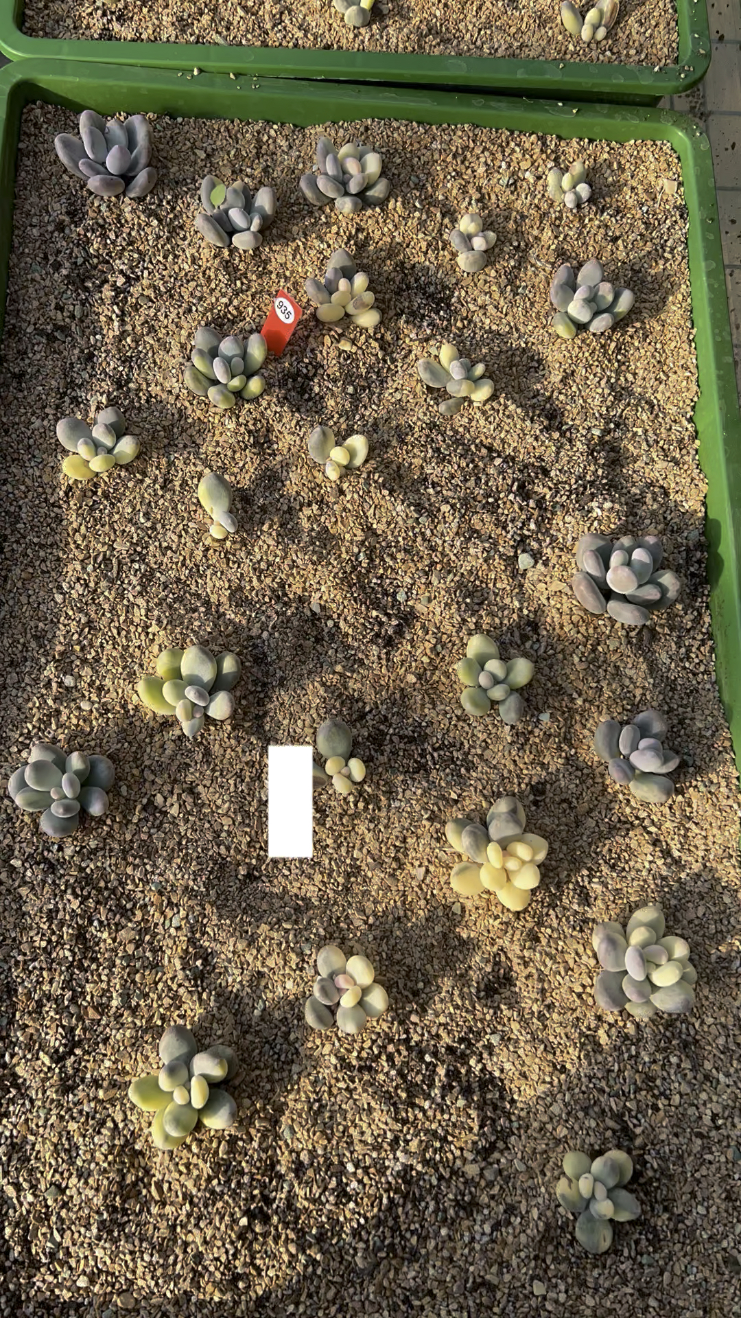 闭关倒计时,奶酪锦系列已经穷了,今天在棚里,看一眼少一颗#多肉植物 #大连同城