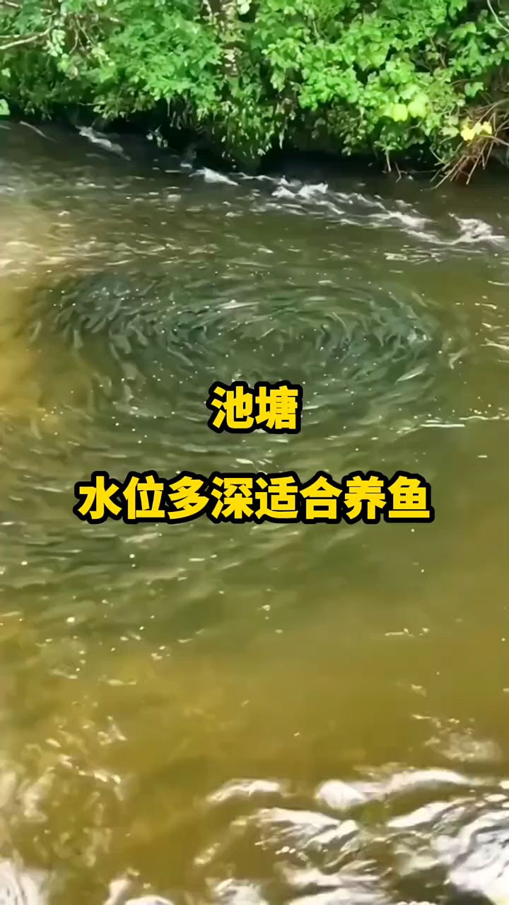 池塘水多深适合养鱼