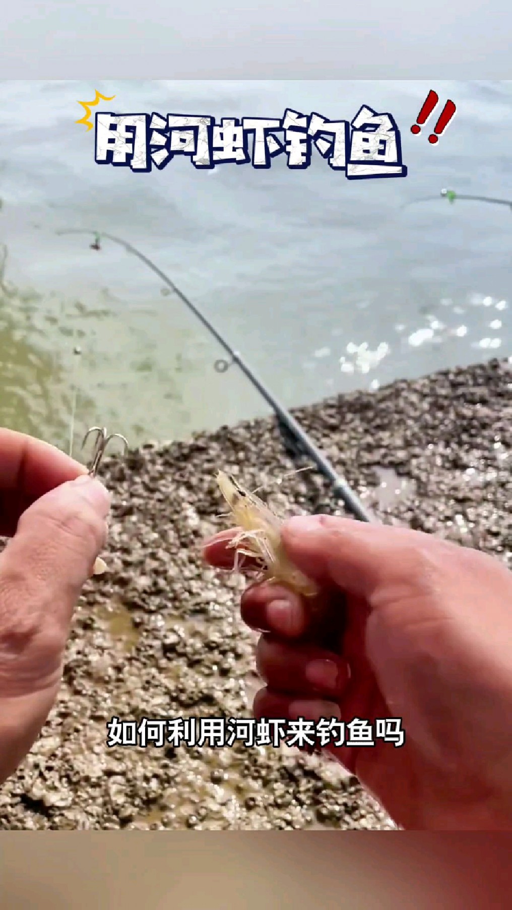 利用河虾如何钓鱼