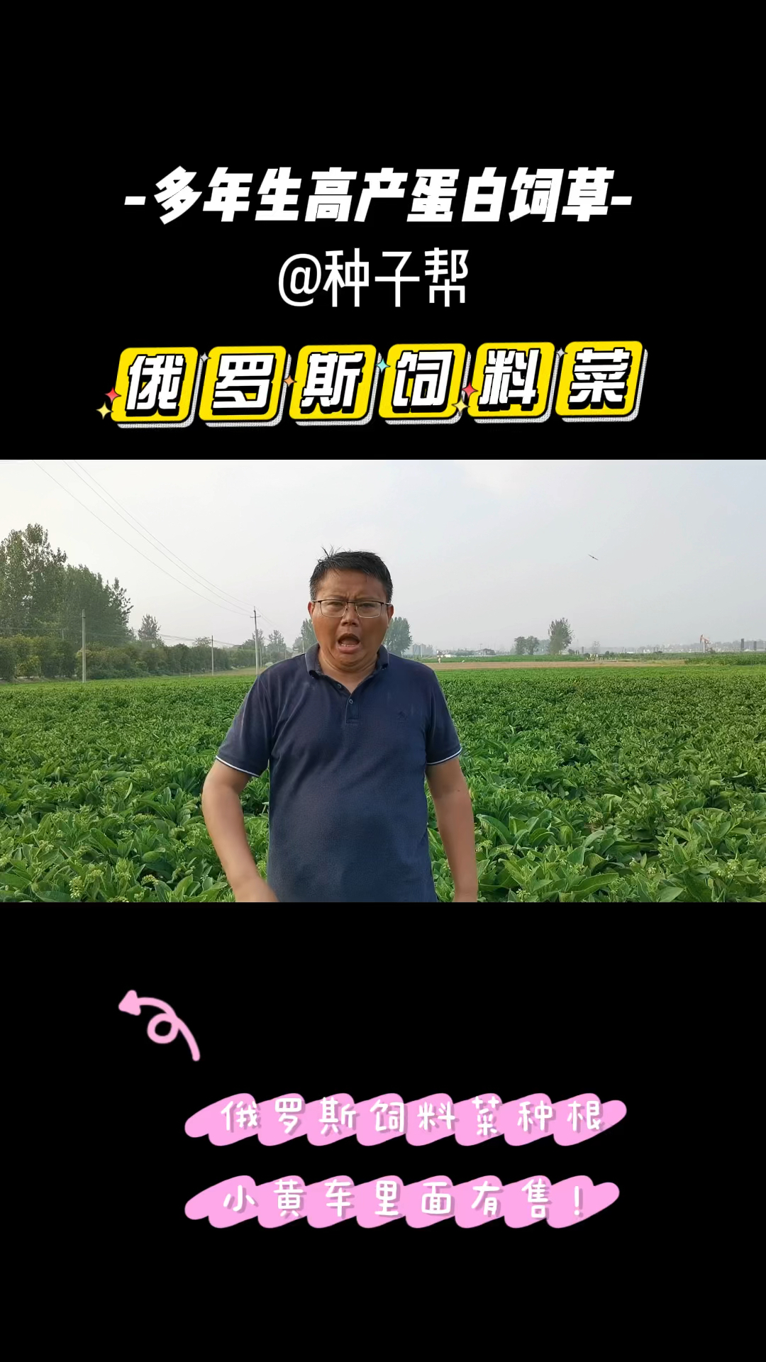俄罗斯饲料菜为什么还有人买到假种子?种植的朋友一定要注意!