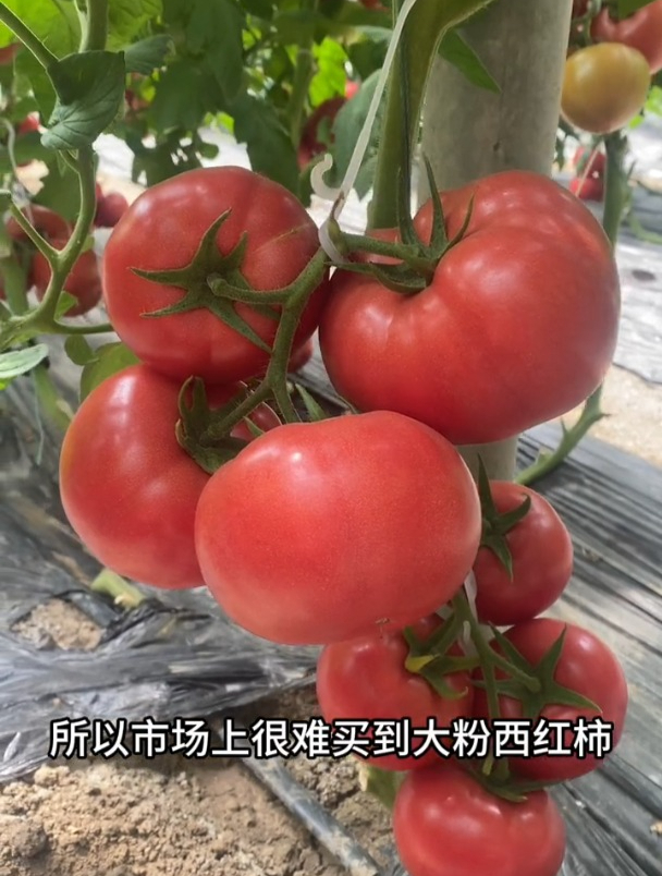 番茄品种越来越多,都把老品种番茄,挤得没有市场了