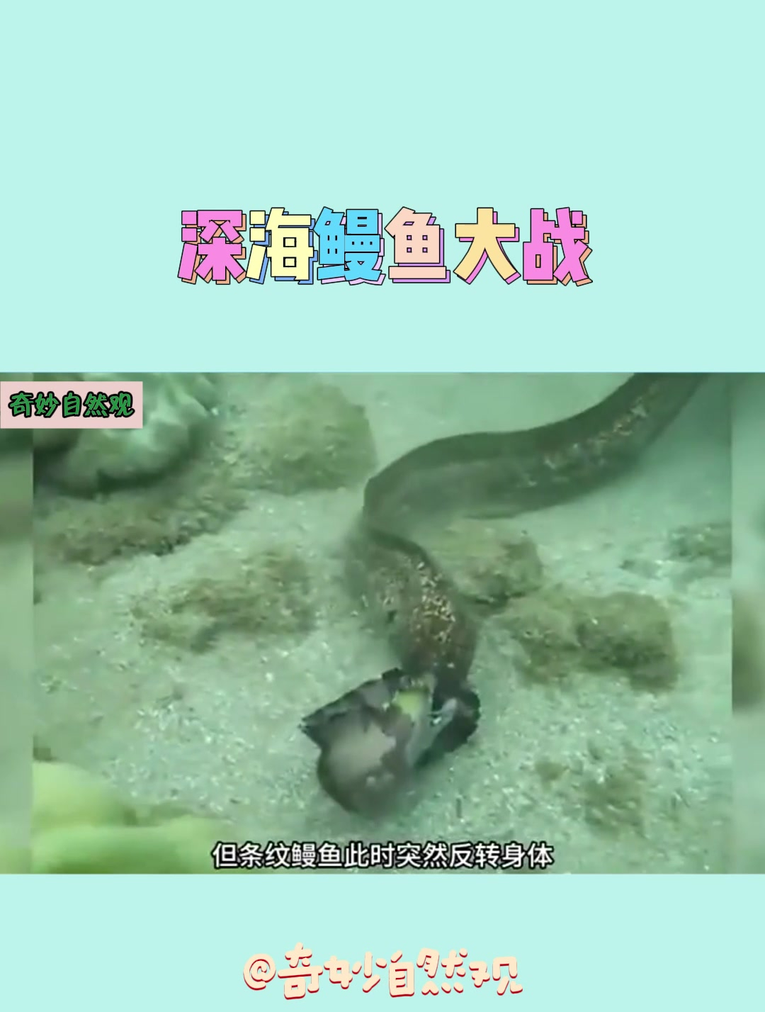 深海鳗鱼大战,条纹鳗鱼被拿捏,大自然太残酷了