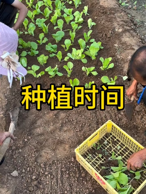 蔬菜种植时间表,现在该种这些菜!