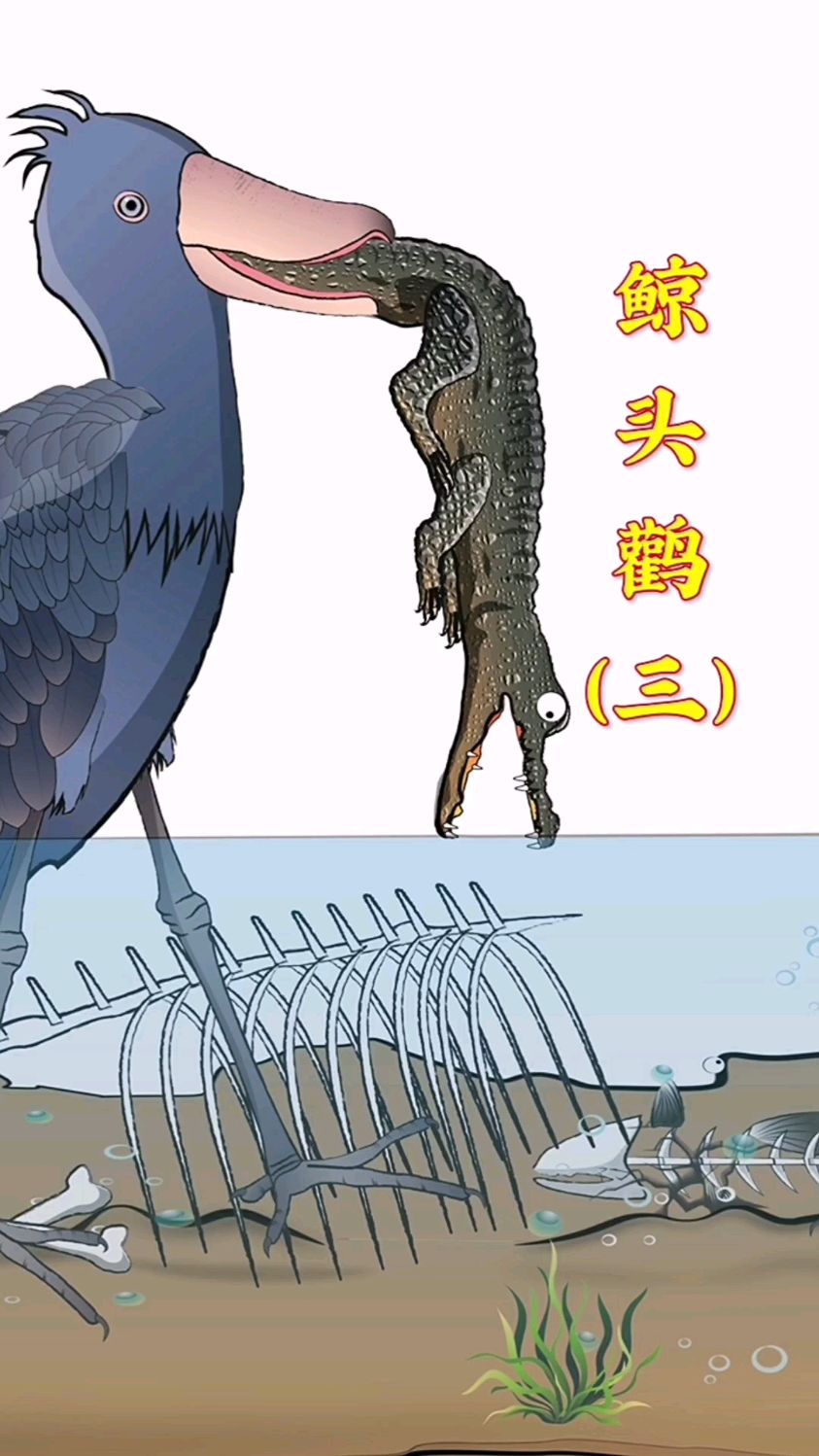 鲸头鹳有时候会捕捉一些小鳄鱼来充饥!