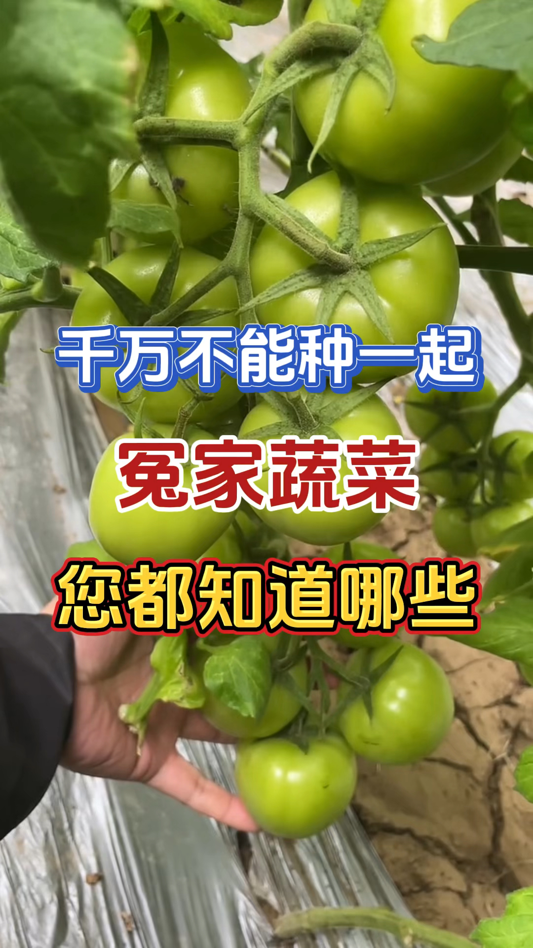 不能种在一起的冤家蔬菜你知道有哪些吗