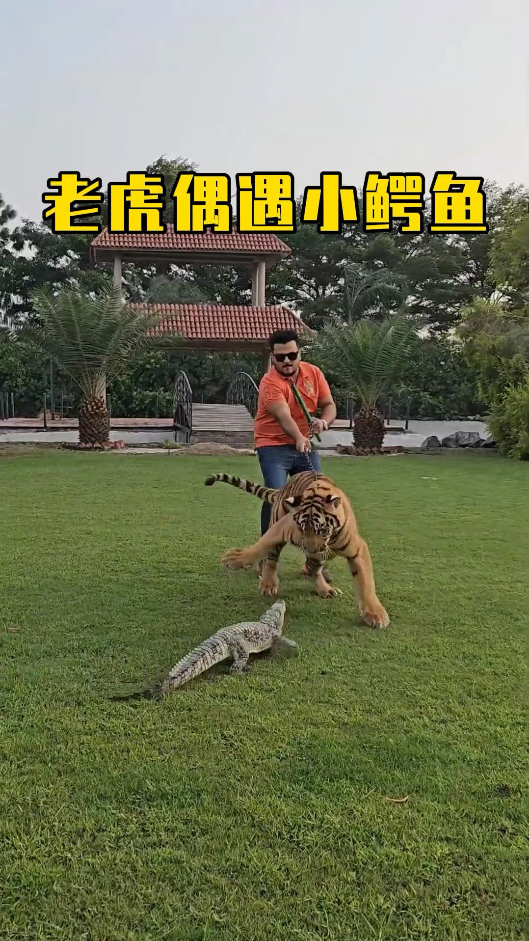 男子遛虎偶遇鳄鱼,老虎对小鳄鱼深感好奇