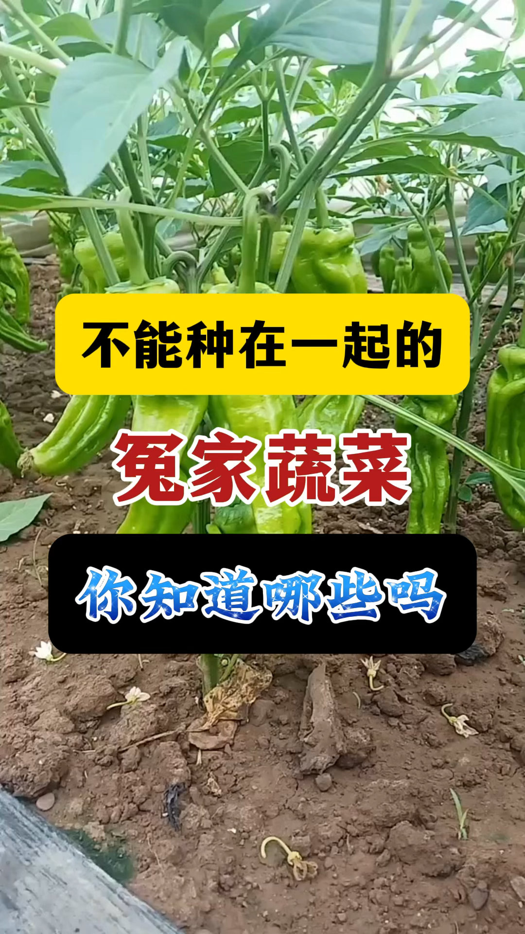 不能种在一起的蔬菜你知道吗
