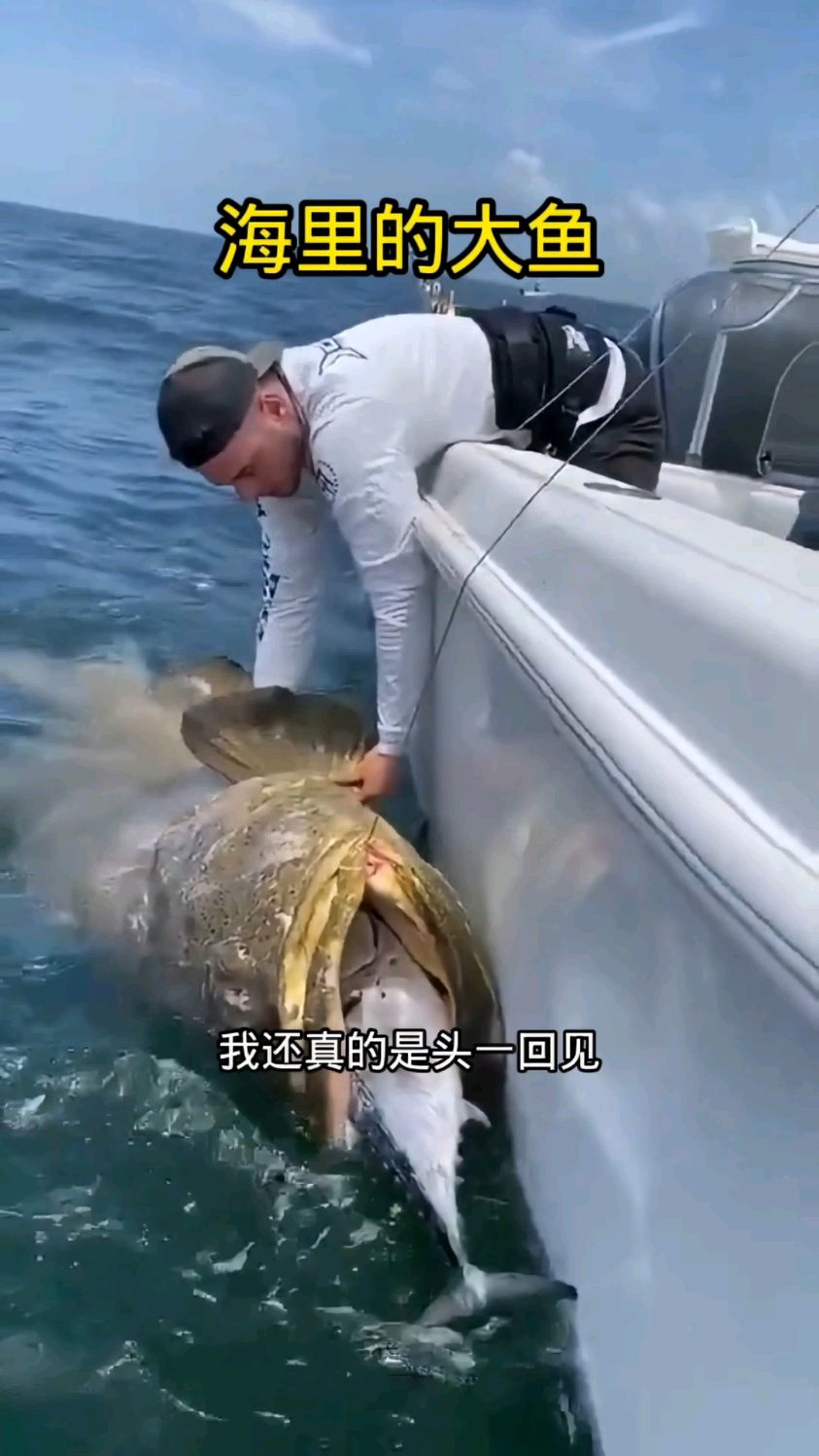 海里的巨型石斑鱼,怎么让它上船呢