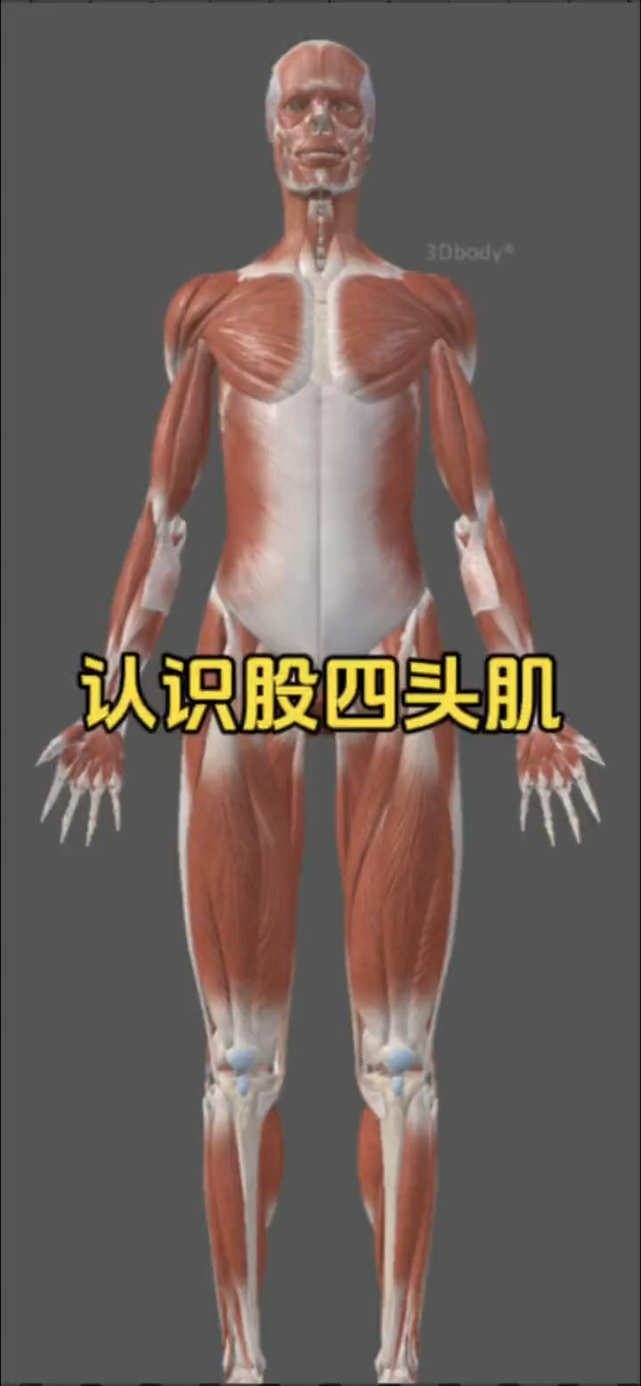 解剖打卡认识股四头肌!