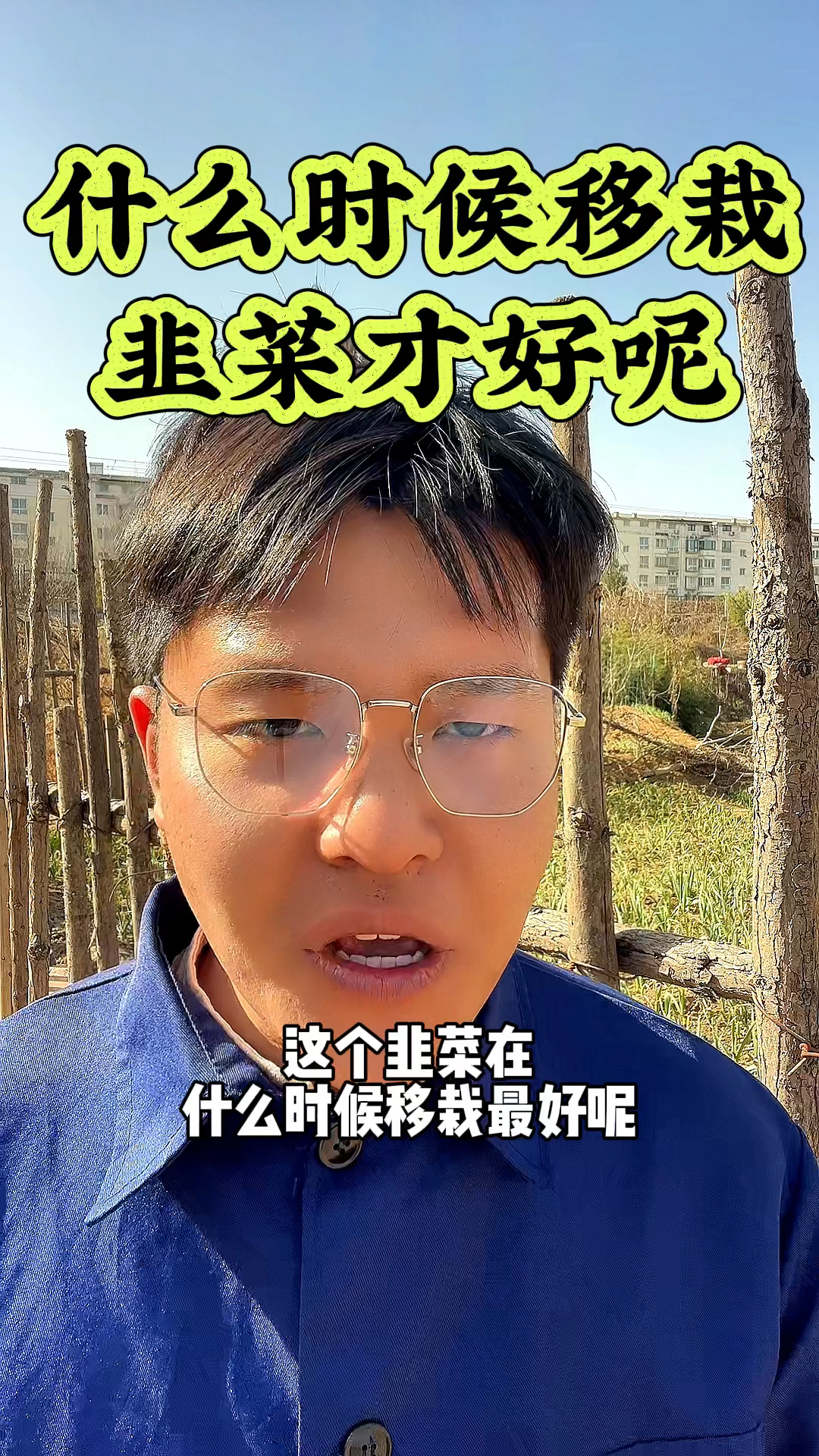 这个韭菜在什么时候进行移栽效果好呢