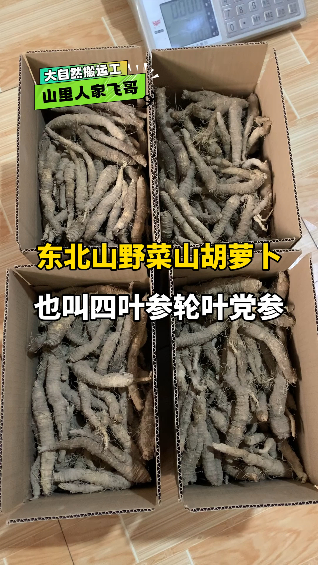 东北山野菜山胡萝卜,也叫四叶参,轮叶党参,名字比较多!