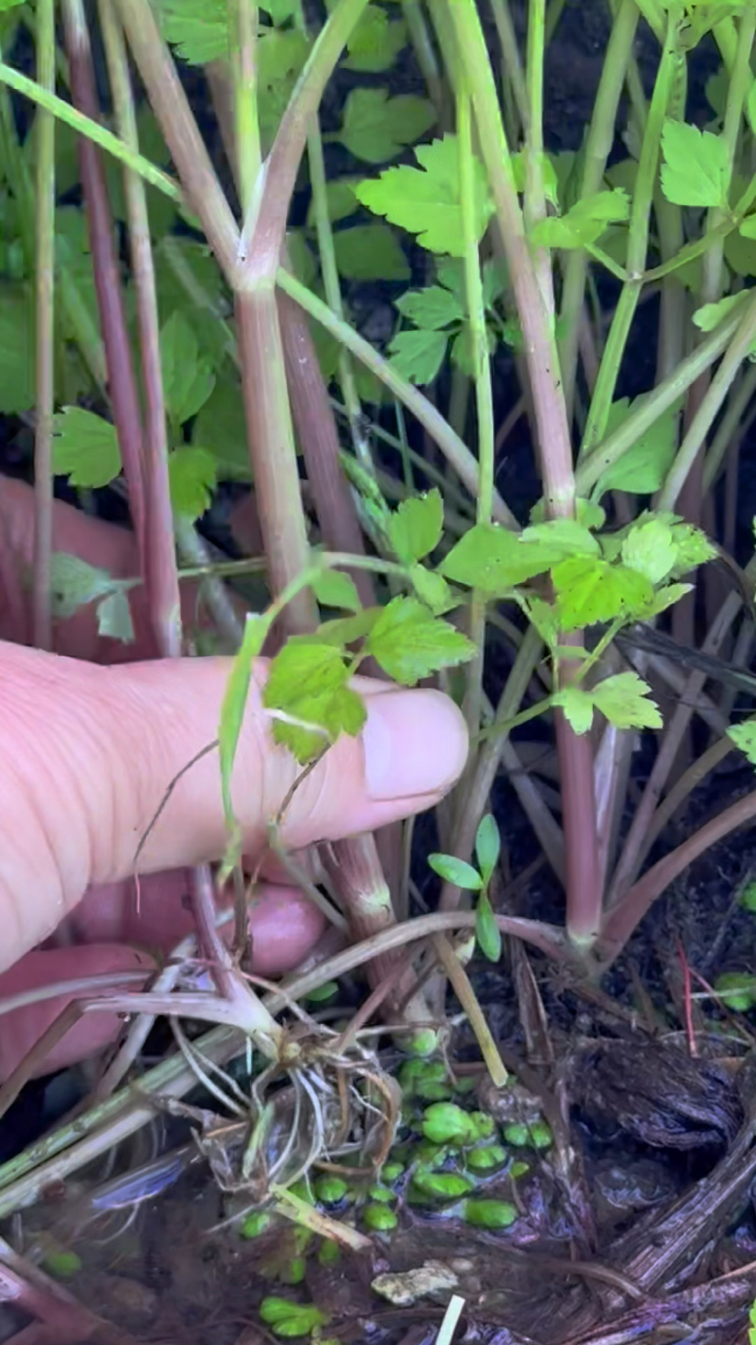 生长在小溪边的水芹,掐断后有一股好闻的香气