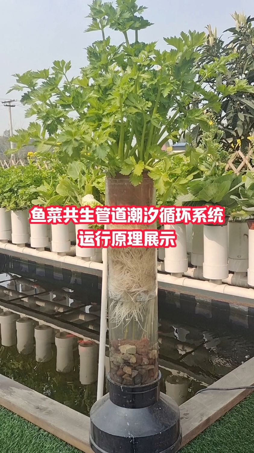 鱼菜共生管道潮汐循环系统基本原理展示