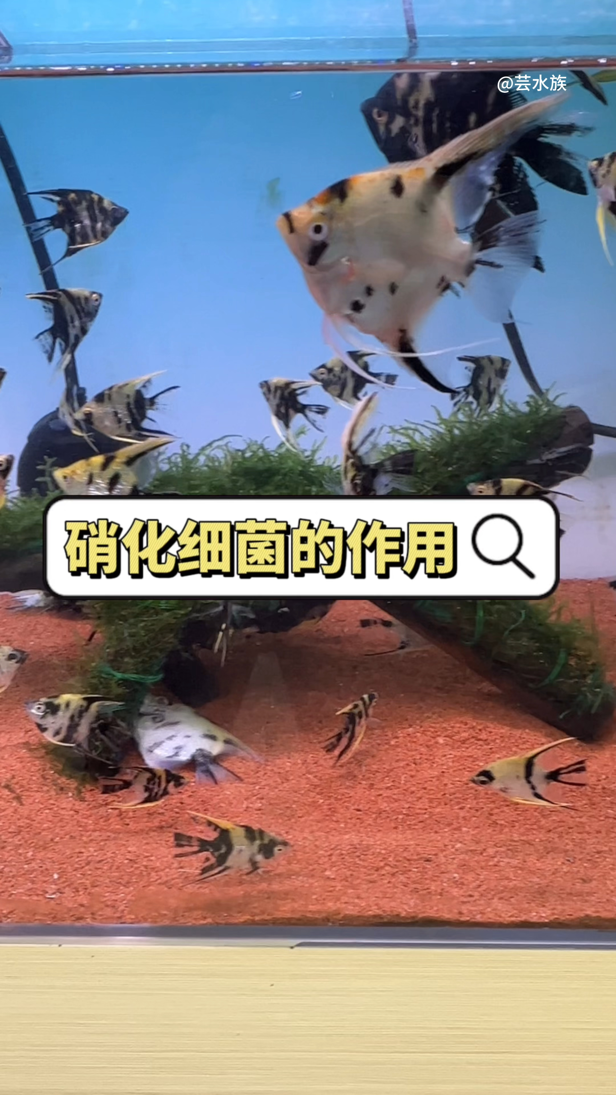 你知道硝化细菌到底有什么作用吗?#水族#硝化细菌#观赏鱼