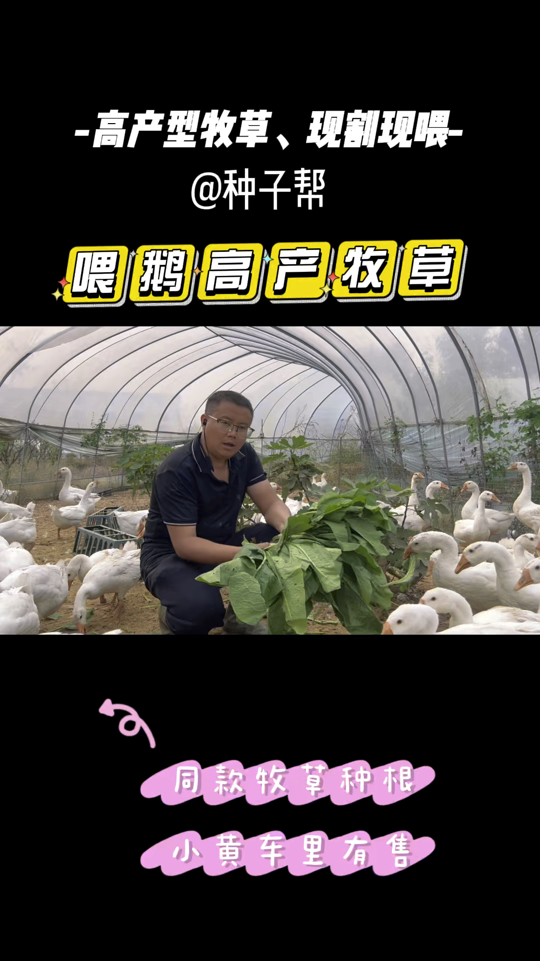 喂鹅的高产牧草,俄罗斯饲料菜耐寒不怕热,多年生长,可收割15年