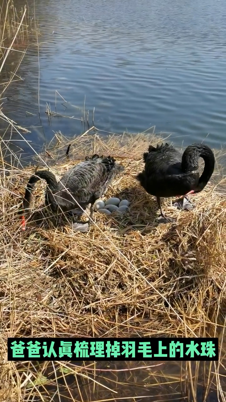 圆明园忙着孵蛋的黑天鹅夫妇