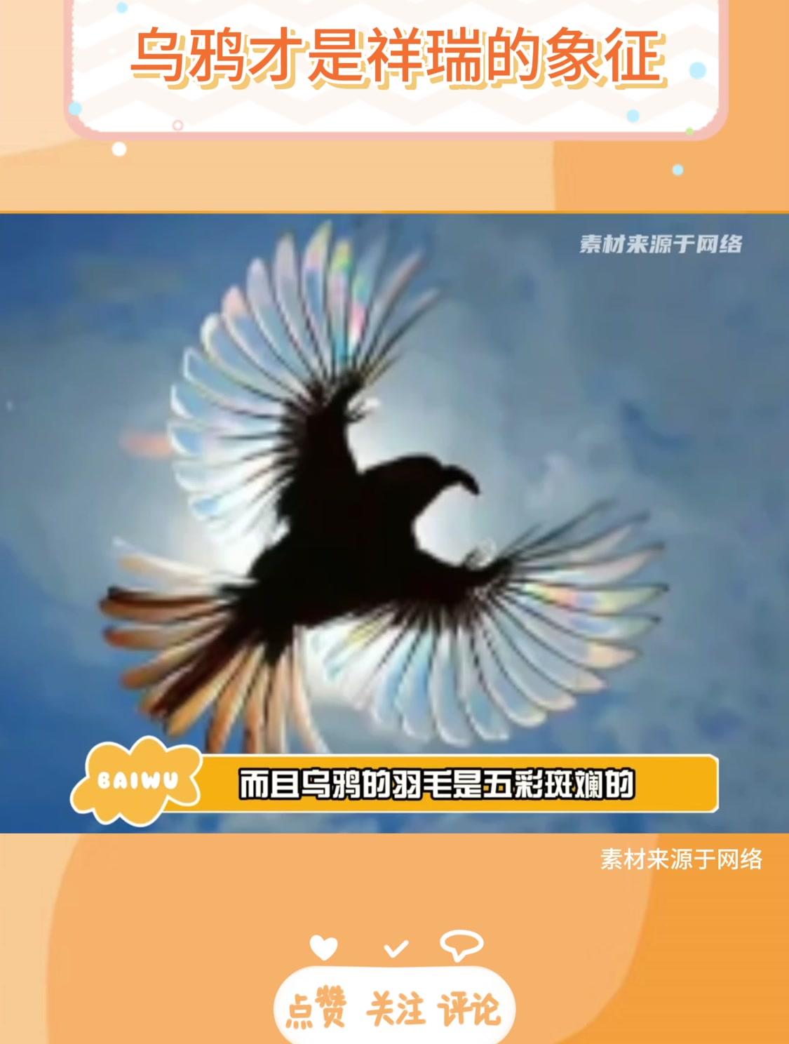 乌鸦才是祥瑞的象征