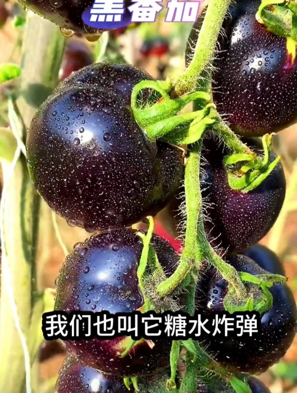 阳台种花不如种棵“黑美人”,不用整枝口感好,60天长成盆景树!