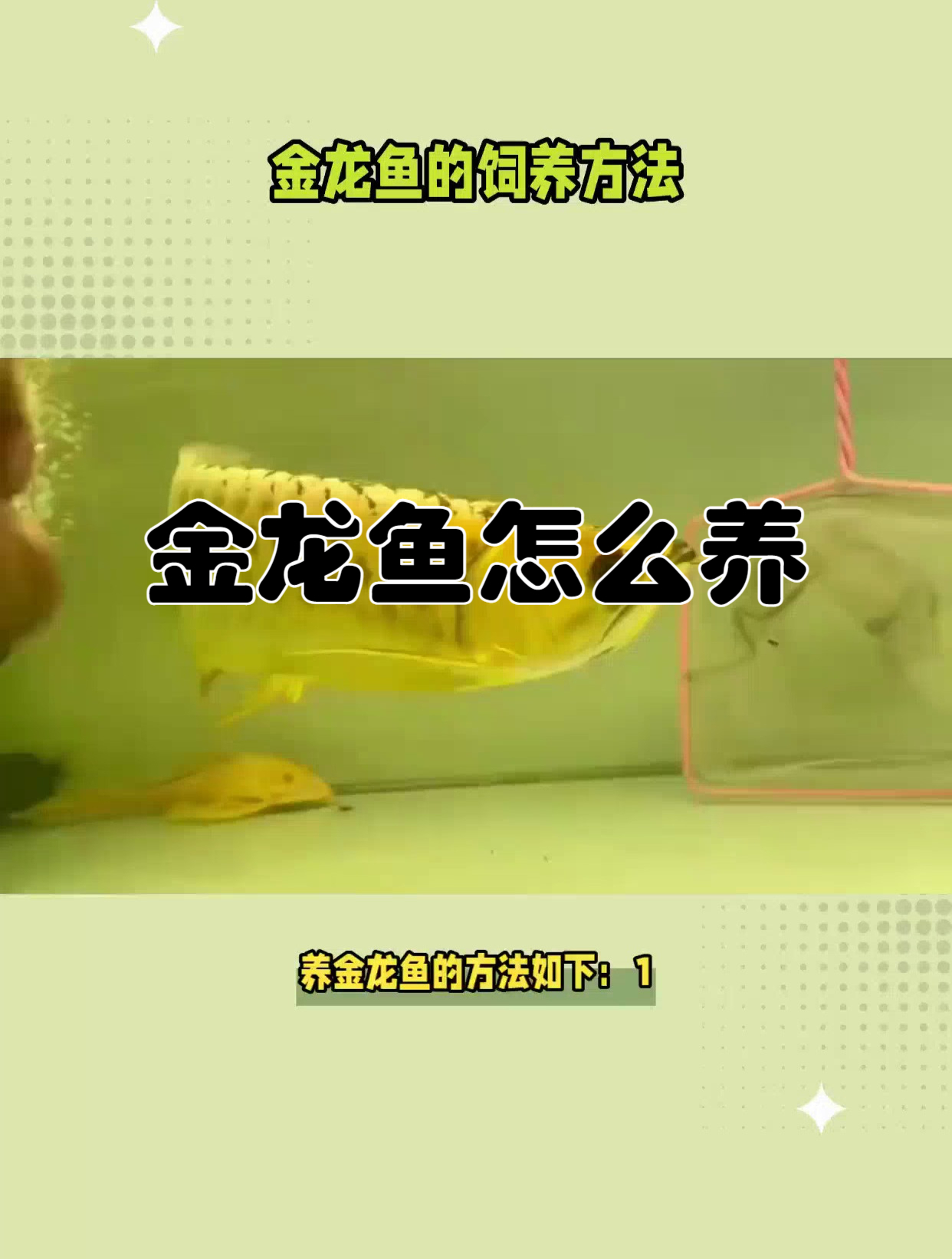 关于金龙鱼怎么养