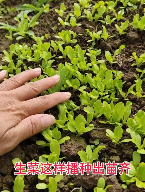 生菜播种之后,千万别浇水