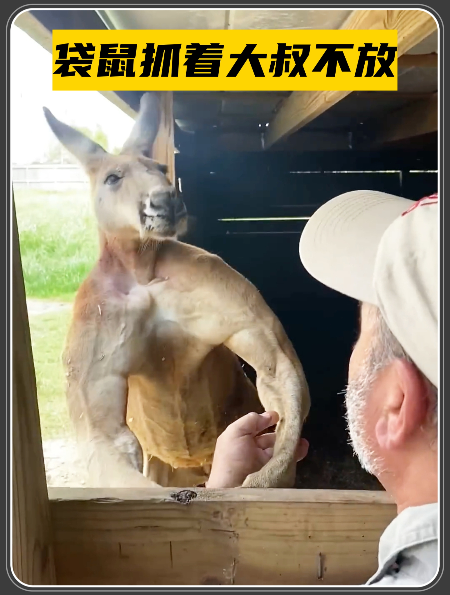 袋鼠浑身长满肌肉,抓着大叔不肯放手