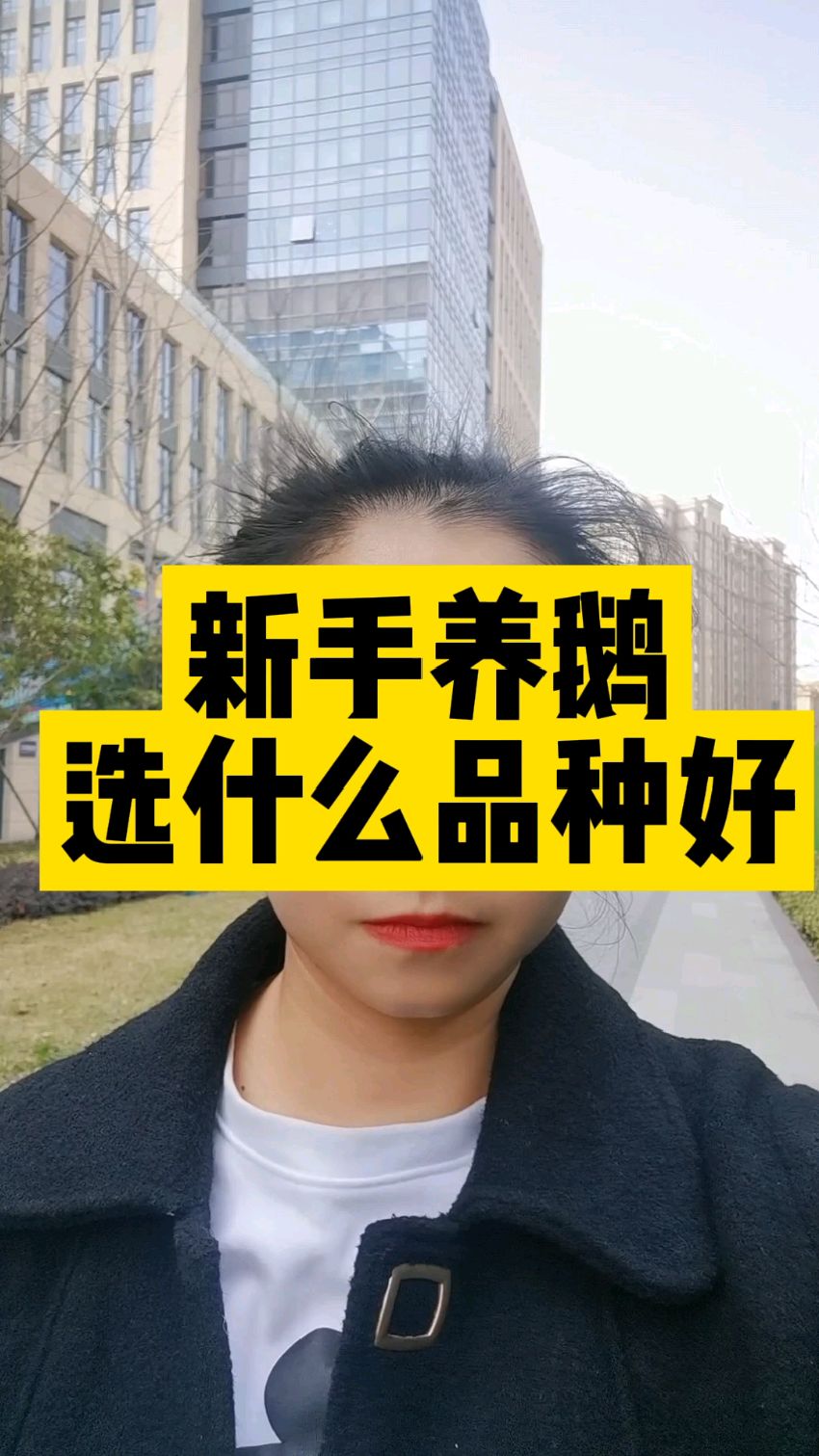 新手养鹅如何选择品种?