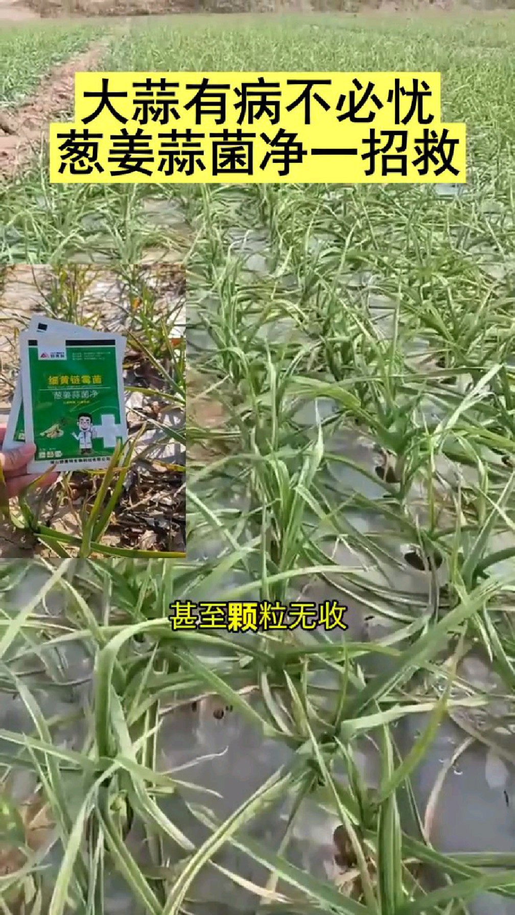 葱姜蒜韭菜病害不用怕,一招轻松拿下