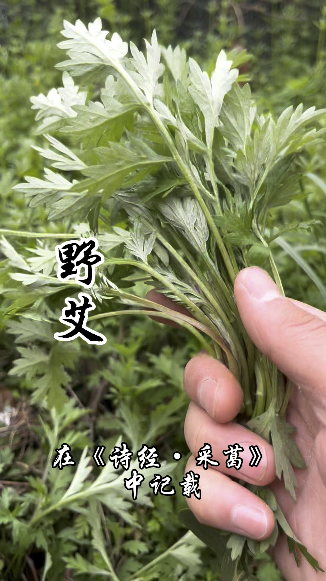 野艾,又称艾蒿,野艾蒿,它的价值你了解它,用它制作的青团,香气四溢,最为好吃!