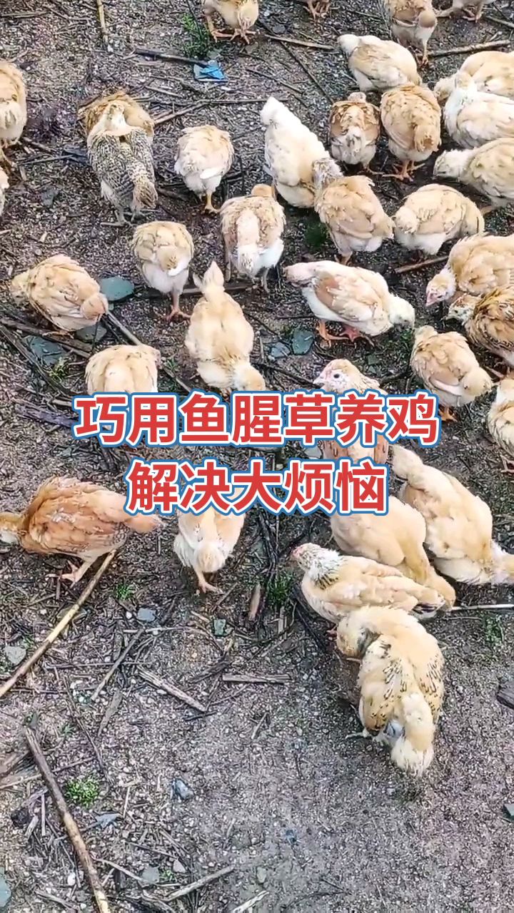 巧用鱼腥草养鸡,解决大问题