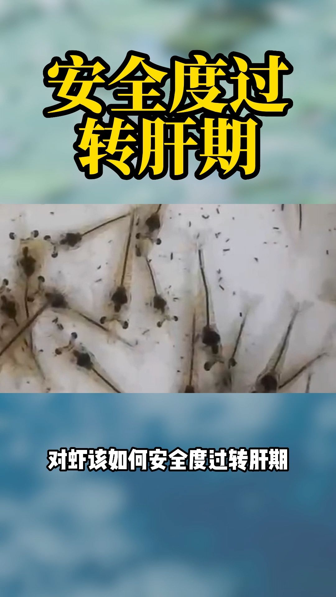 如何安全度过对虾转肝期