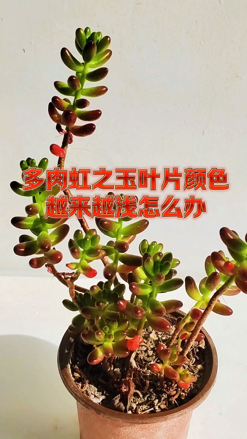多肉虹之玉叶片颜色越来越浅怎么办